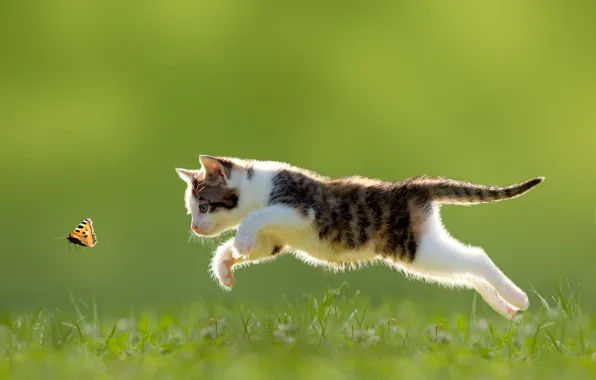 Picture jump, butterfly, kitty