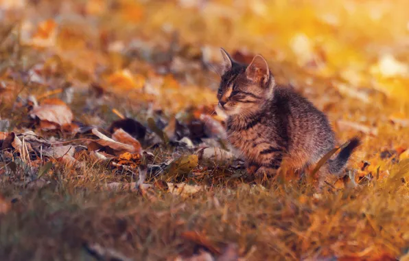Picture autumn, leaves, baby, kitty