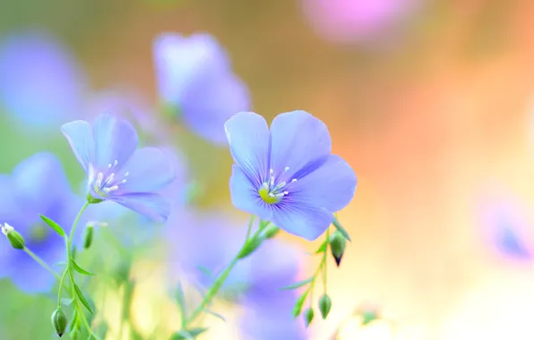 Picture summer, flowers, petals, blue, field, Len