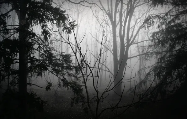 Forest, trees, nature, fog, black and white, monochrome