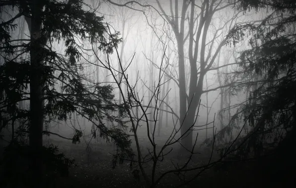 Picture forest, trees, nature, fog, black and white, monochrome