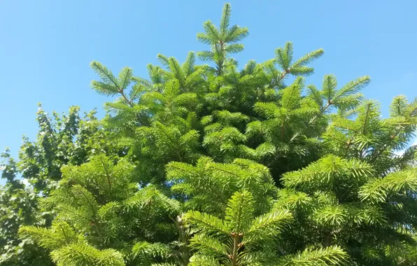 Picture summer, the sky, nature