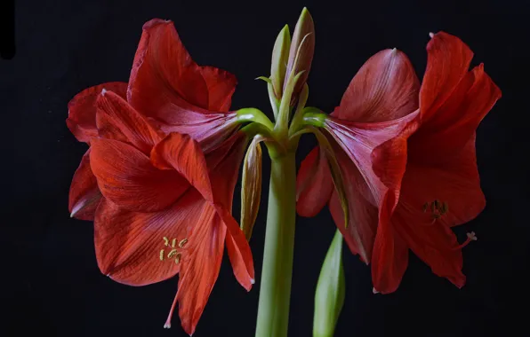 Picture macro, red, Amaryllis