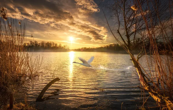 Picture autumn, the sun, sunset, nature, lake, Swan, pizza, Pahar