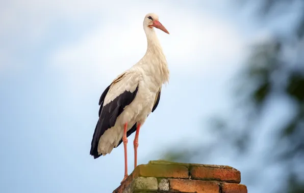Picture house, bird, stork