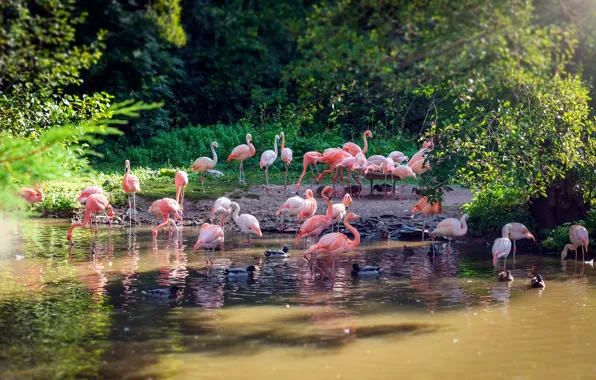 Light, birds, nature, pack, Flamingo, pond, a lot, a flock of birds