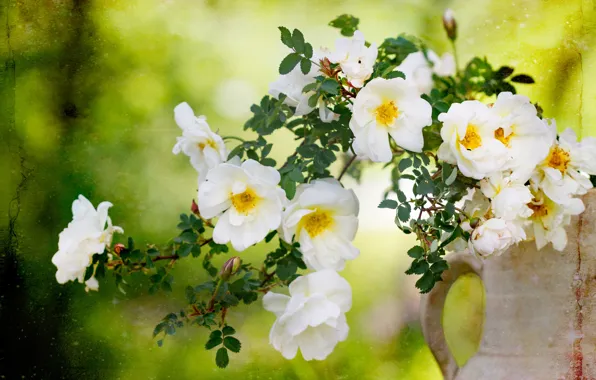 Picture flowers, branches, roses, briar, white