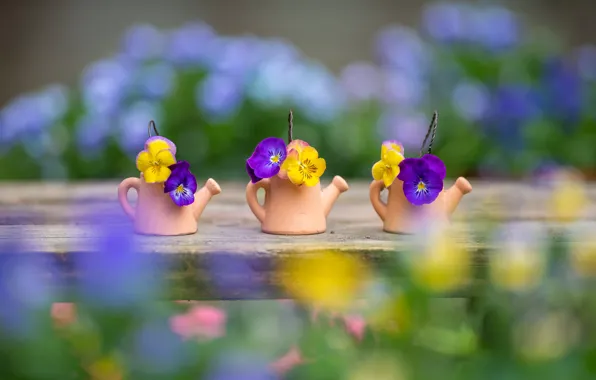 Flowers, bench, yellow, garden, shop, contrast, Pansy, trio