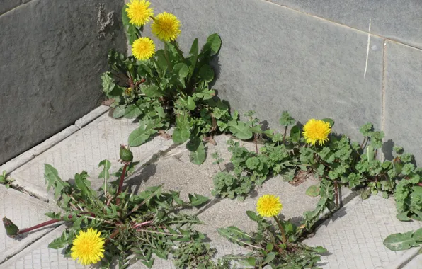 Angle, dandelions, April, spring 2018, meduzanol ©