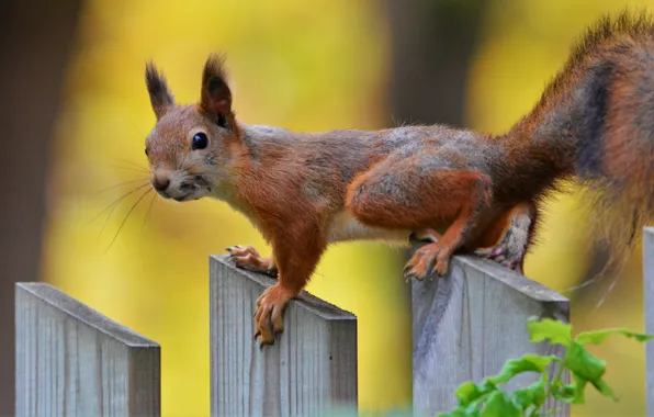 Animal, the fence, protein, animal, rodent