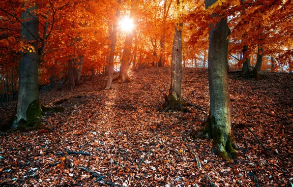 Picture autumn, forest, the sun, foliage, colors, forest, Autumn, leaves