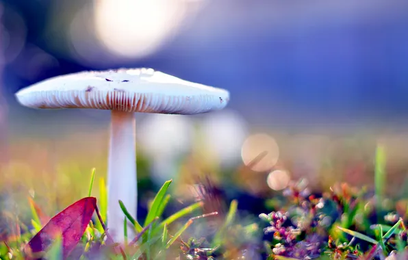 Picture autumn, grass, macro, glare, mushroom, bright, bokeh