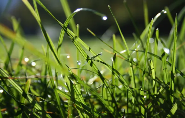 Picture field, grass, drops, grass, macro, dew drops