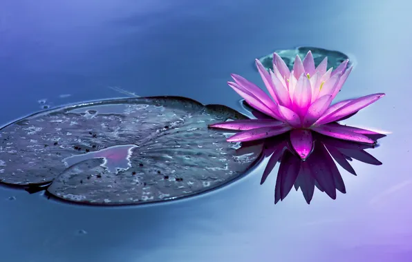 Flower, water, pond, water Lily