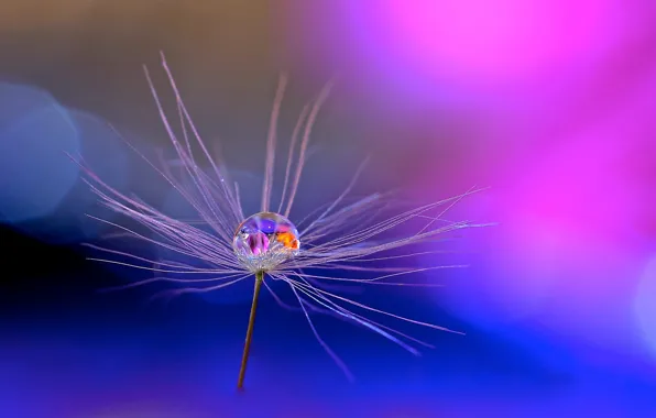 Drops, nature, Rosa, blade of grass