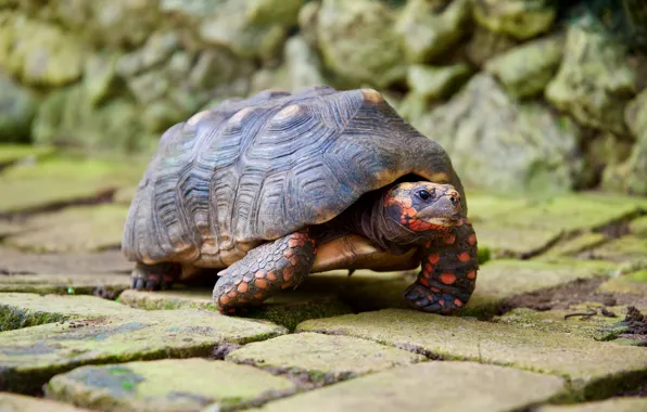 Look, nature, stones, tile, turtle, walk, the sidewalk, bug