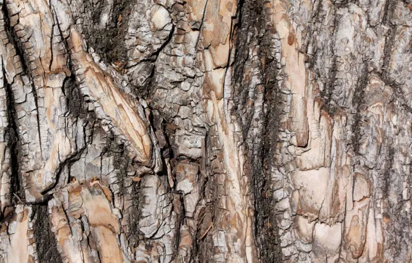 Background, tree, bark