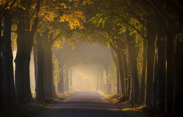 Picture road, light, trees, landscape