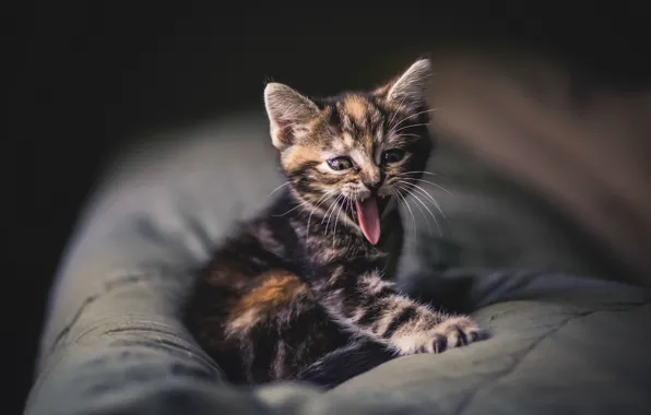 Picture cat, background, home