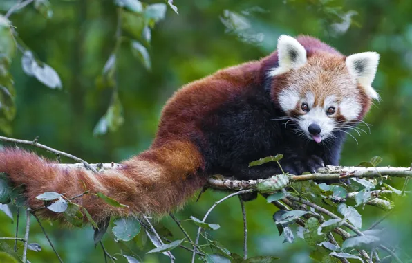 Branch, muzzle, tail, red Panda, firefox