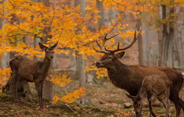 Autumn, forest, leaves, trees, branches, stones, foliage, deer
