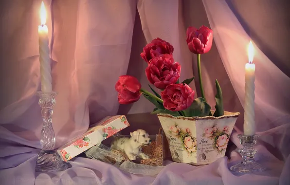 Fire, box, candles, tulips, red, curtains, still life, dog