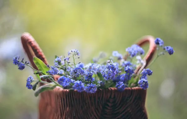 Forget-me-nots, blurred background, in the basket