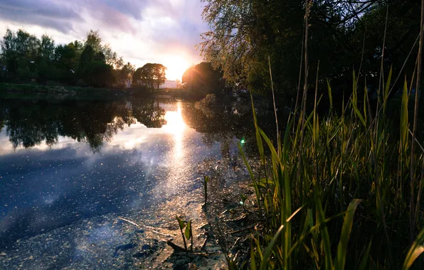 The sky, the sun, trees, sunset, birds, clouds, lake, Russia