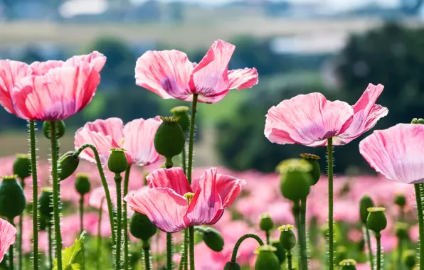 Picture field, summer, flowers, nature, Maki