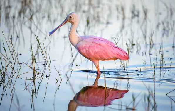 Picture bird, beak, IBIS, roseate spoonbill