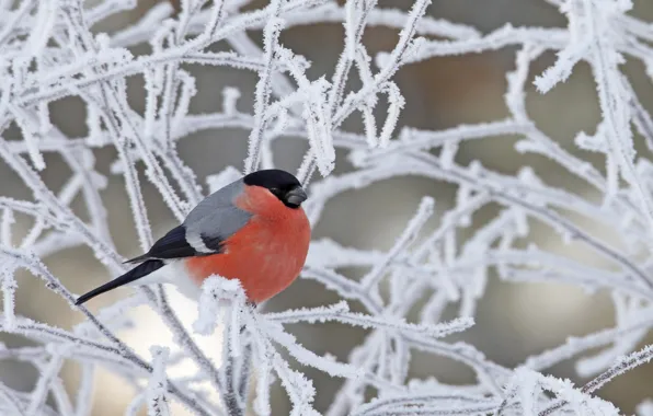 Picture winter, frost, snow, branches, bird, bullfinch
