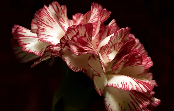 Macro, flowers, background