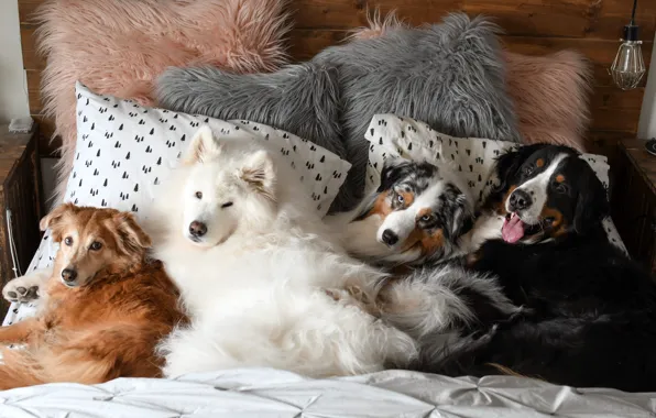 Look, pose, dog, face, Samoyed