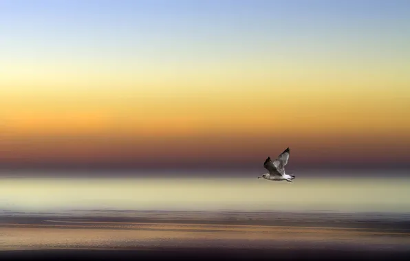 Sea, the sky, flight, bird, shore, wings, Seagull
