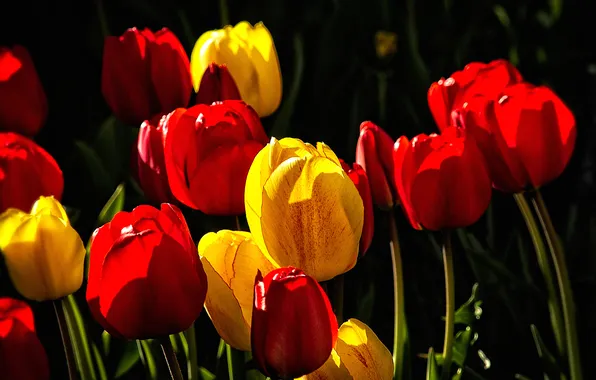 Picture leaves, light, nature, paint, petals, tulips