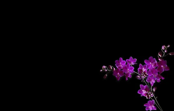 Picture light, background, Wallpaper, shadow, branch, petals