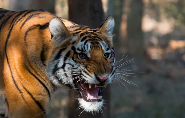 Nature, background, Bengal Tiger