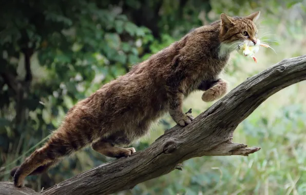 Cat, pose, tree, foliage, log, chick, wild, mining