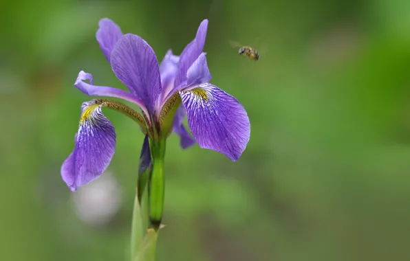 Macro, nature, bee, petals, iris