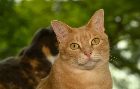 Greens, cat, cat, look, cats, nature, pose, cats