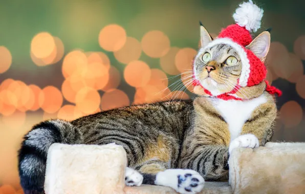 Cat, cat, look, red, grey, background, little red riding hood, lies