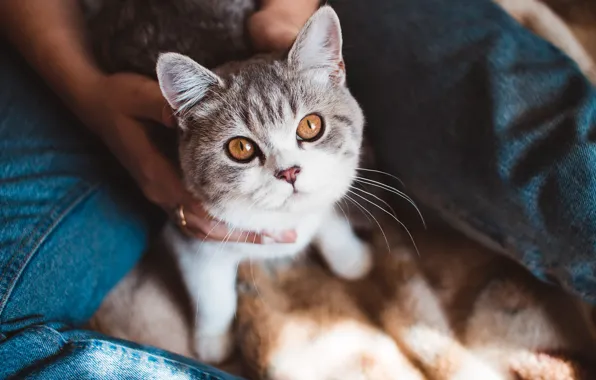 Picture cat, girl, hands