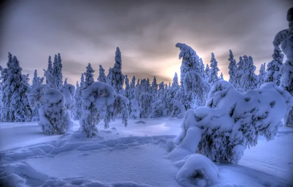 Winter, forest, snow, trees, Finland, Finland, Lapland, Lapland
