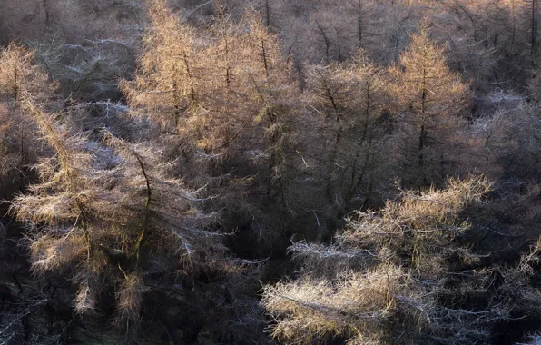 Winter, forest, trees