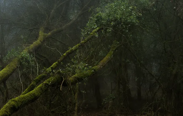 Forest, trees, branches, moss