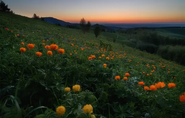 The sky, trees, flowers, mountains, hills, the evening, Russia, Altay