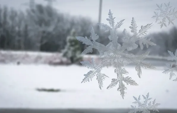 Winter, frost, field, forest, glass, macro, snow, snowflakes