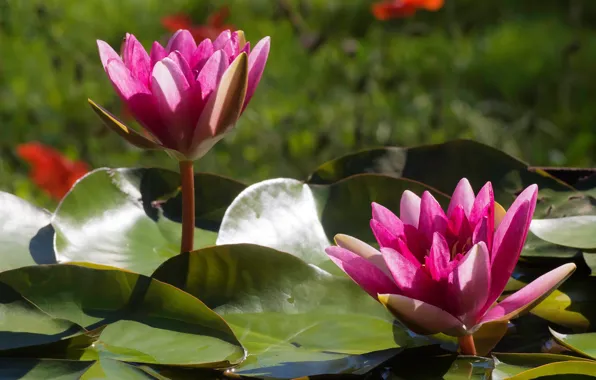 Summer, nature, flowering, water lilies