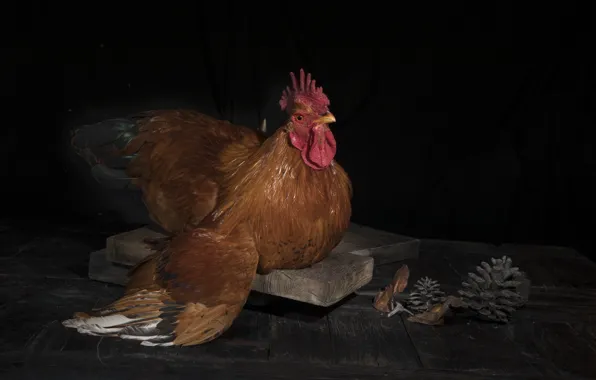 Bird, chicken, Board