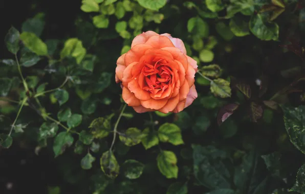 Picture leaves, orange, roses, garden, the bushes